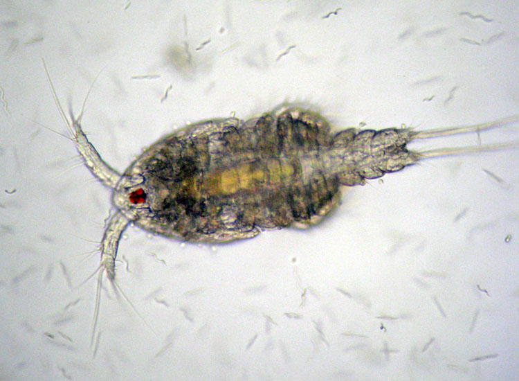 Microscopia salata